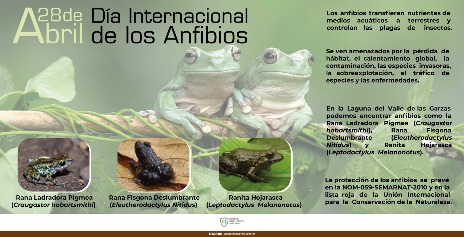 Día Internacional de los Anfibios